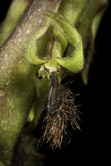 Bulbophyllum echinochilum Kraenzl., Repert. Spec. Nov. Regni Veg. 16: 385 (1921)