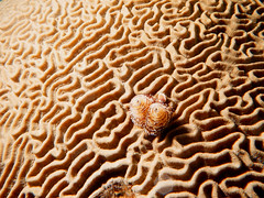 Brain coral with tube worms