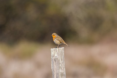 Pettirosso #1 (robin) - Erithacus rubecula