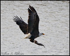 March 4, 2022 - Nice catch for a bald eagle. (Bill Hutchinson)