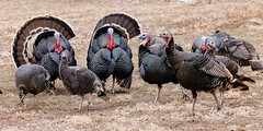 March 5, 2022 - The Eastlake turkeys strutting. (Tony's Takes)
