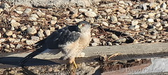 March 2, 2022 - A Cooper's hawk visits suburbia. (David Canfield)