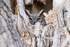 March 5, 2022 - Great horned owl mama staying hunkered down. (Tony's Takes)