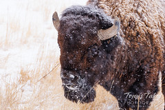 March 6, 2022 - Bison bull in the snow. (Tony's Takes)