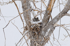 March 6, 2022 - Great horned owl mama in the snow on her nest. (Tony's Takes)