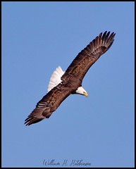 March 11, 2022 - Bald eagle takes a dive. (Bill Hutchinson)