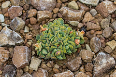 Stomatium middelburgense, Transkaroo, Northern Cape, Dec 2021