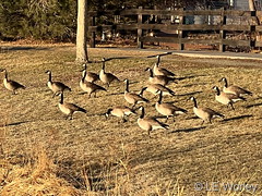 March 14, 2022 - Geese out for a stroll. (LE Worley)
