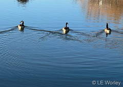 March 14, 2022 - Geese go for a swim. (LE Worley)