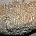 Syringopora perelegans (fossil coral) (Jeffersonville Limestone, Middle Devonian)