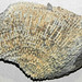 Syringopora hisingeri (fossil coral) (Jeffersonville Limestone, Middle Devonian)