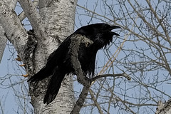 Caw Caw