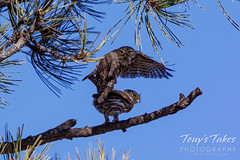 Northern pygmy owl pair wraps up some springtime “recreation.”