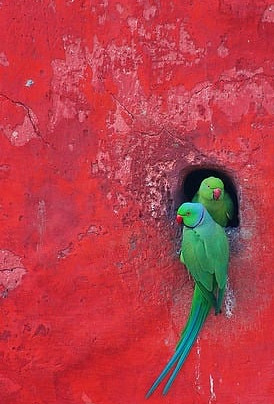 Posing Parakeets, Jantar Mantar, Delhi, India