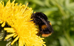 Buff-tailed bumblebee queen