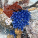 Clavelina puertosecensis (bluebell tunicates) (St. Thomas, Virgin Islands)
