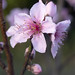 Peach blossom -  Hampton Roads, Va.