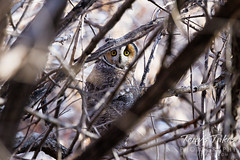 March 19, 2022 - A long eared owl staying focused. (Tony's Takes)