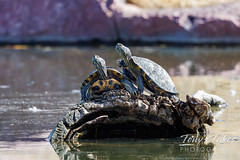 March 15, 2022 - Signs of spring as turtles emerge at the Thornton rec center. (Tony's Takes)
