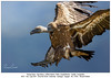 Vautour fauve - Gyps fulvus - Griffon Vulture / Ordre : Accipitriformes - Famille : Accipitrids