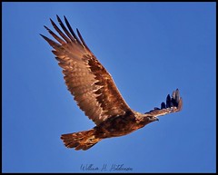 March 15, 2022 - A gorgeous golden eagle in Adams County. (Bill Hutchinson)