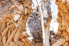 March 18, 2022 - A great horned owl giving the stink eye in Thornton. (Tony's Takes)