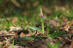 Early Purple Orchid, Kent