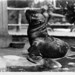 Seal at Woodland Park Zoo, circa 1920s