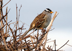 220322 Oak Bay White-crowned Sparrow