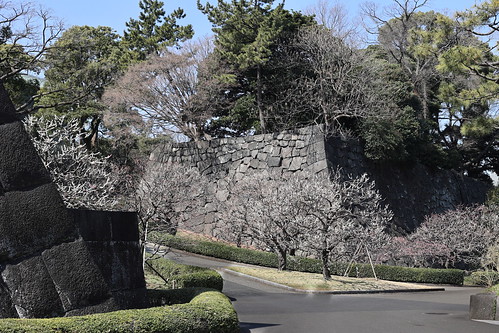 Ume Blossoms at a Castle