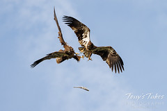 March 20, 2022 - Young bald eagles drop their catch. (Tony's Takes)