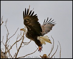 March 22, 2022 - Bald eagle leaps into the air. (Bill Hutchinson)