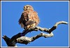 Gheppio comune (Falco tinnunculus)