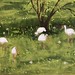 Ibises in Spring 10 1/4" x 20" sold