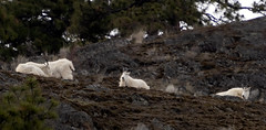 Mountain goats at the top.  Explore March 25 2022