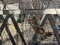 March 24, 2022 - Squirrel checking out the swingset. (LE Worley)
