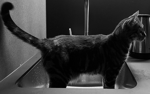 Cat in Sink (4)