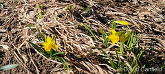March 27, 2022 - First flowers of spring in Broomfield. (David Canfield)