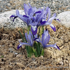 March 27, 2022 - First flowers of spring. (ThorntonWeather.com)