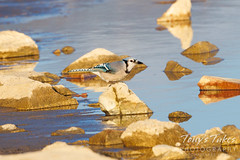 March 27, 2022 - Blue jay visiting the water. (Tony's Takes)