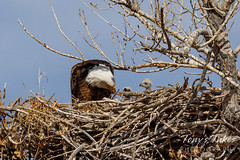 March 26, 2022 - Two new bald eagle eaglets get their breakfast. (Tony's Takes)