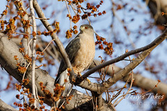 March 27, 2022 - Gorgeous Cooper's hawk hanging out. (Tony's Takes)