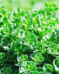 // Seedum // A non-invasive ground cover that blooms beautiful pink flowers known to attract bees, butterflies and the other pollinators we love to see in the garden! Looking forward to adding these to our space…🌿 #workday #goals #transplanting #succ