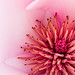 IC2 photoshoot - Exbury gardens - red flower