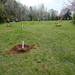 The Grove Planting 3-24-22 (29)