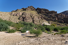 I Happened Upon a Horse Grazing While Walking the Boquillas Canyon Trail (Big Bend National Park)