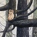 Barred Owl 18" x 24" $700