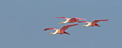 Roseate Spoonbills _S5A4130