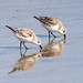 Plover Lovers