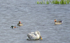 Northern shoveler, greylag geese and whooper swan